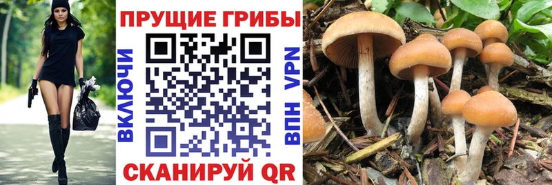 Псилоцибиновые грибы мицелий  Светлоград 